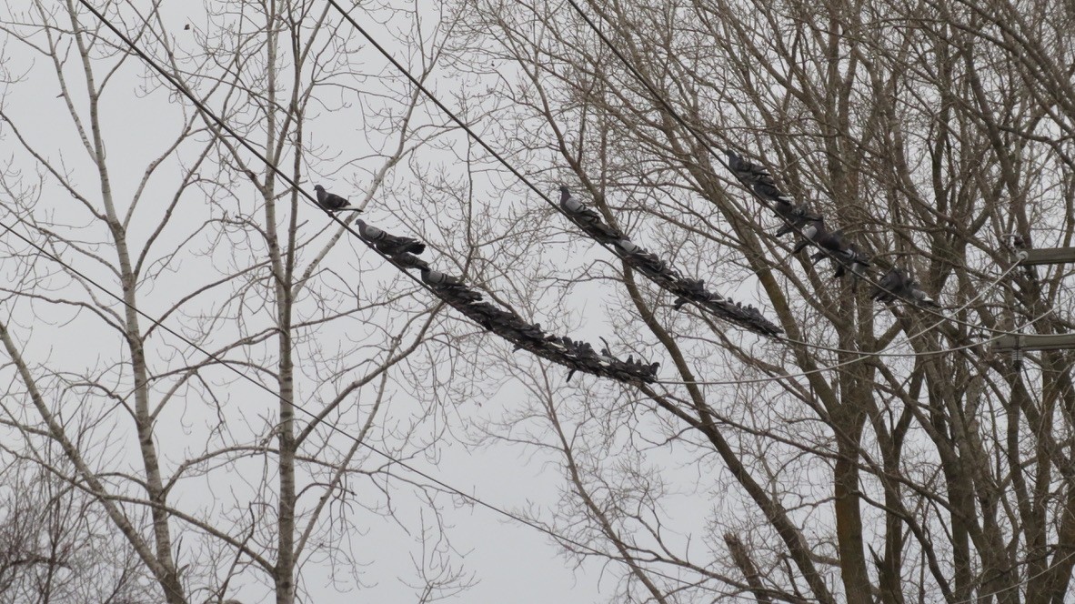 Хөхвөр тагтаа (суурин газрын) - ML280046261