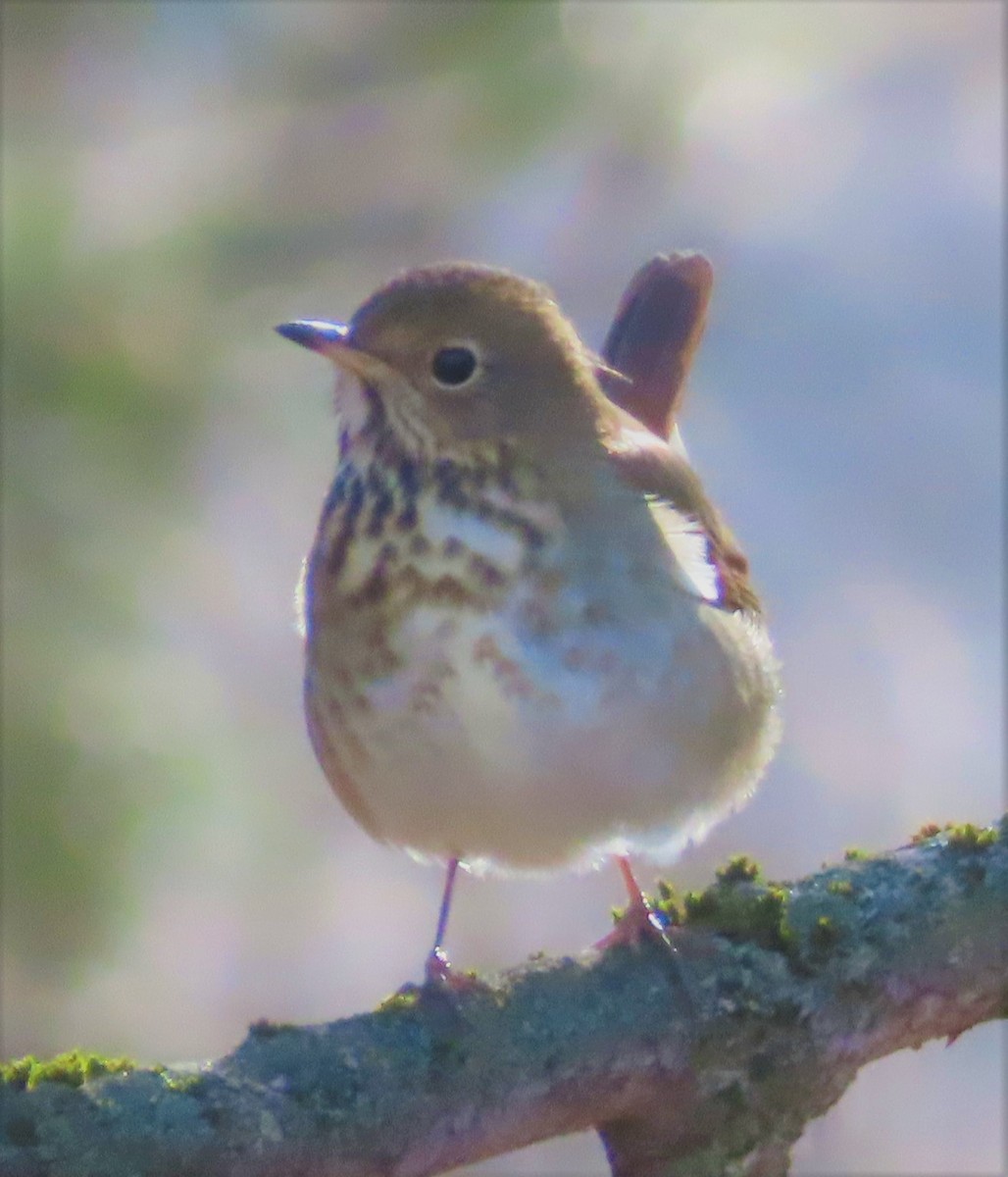 Hermit Thrush - ML280046551