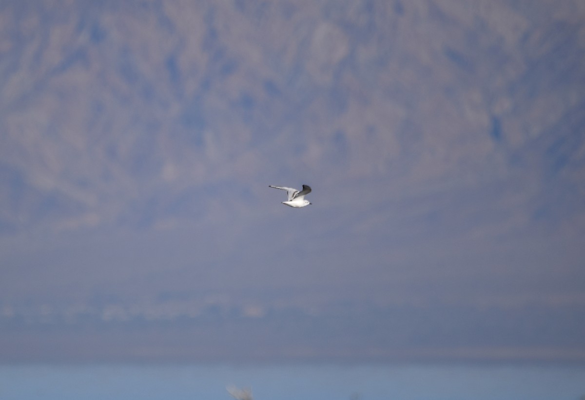 Bonaparte's Gull - ML280046691