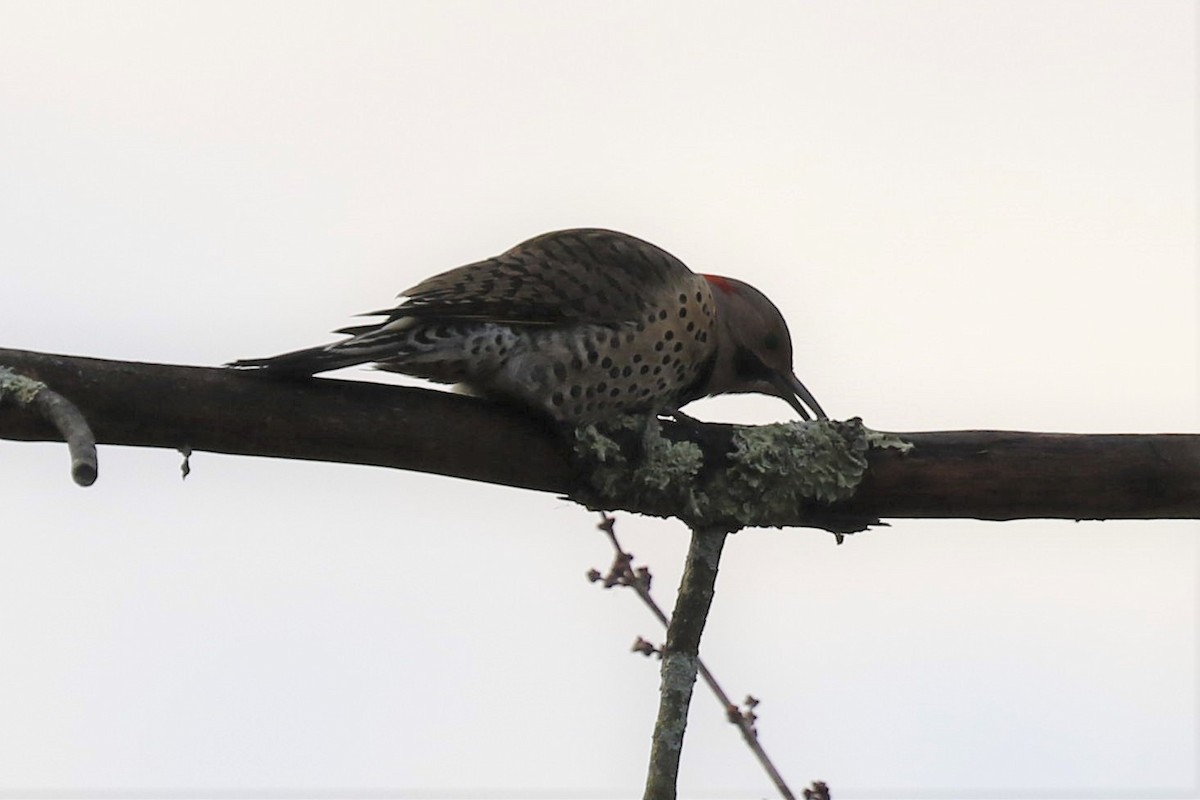 Northern Flicker - ML280047621