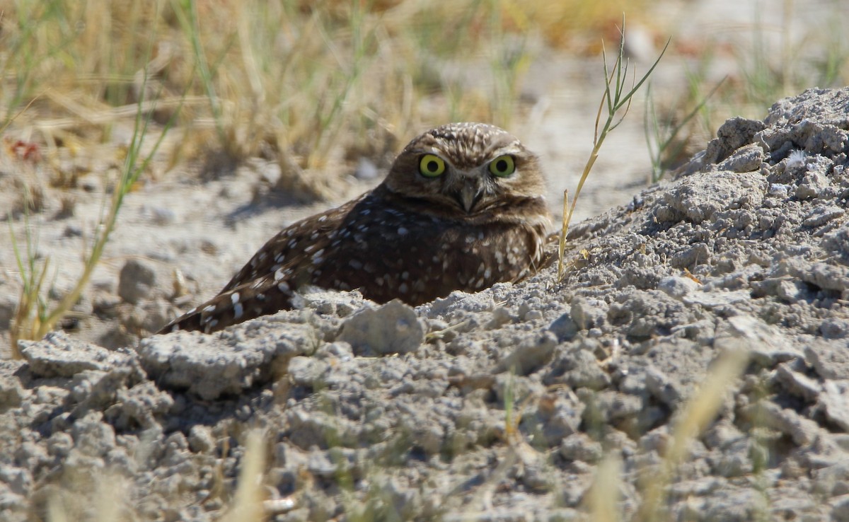 Burrowing Owl - José Hugo Martínez Guerrero