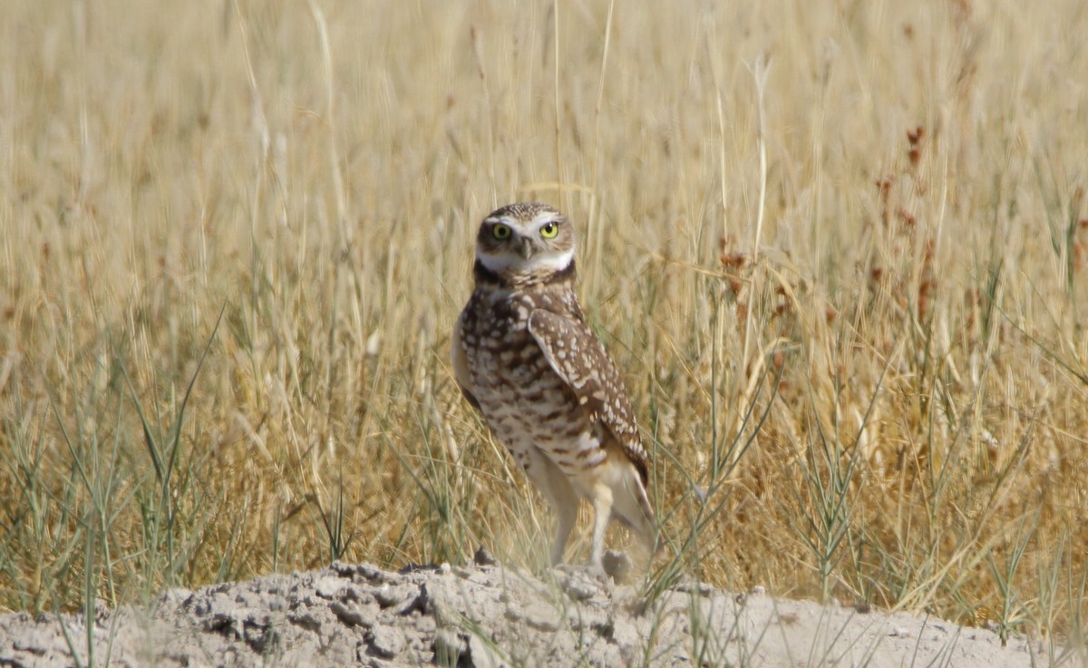 Burrowing Owl - José Hugo Martínez Guerrero