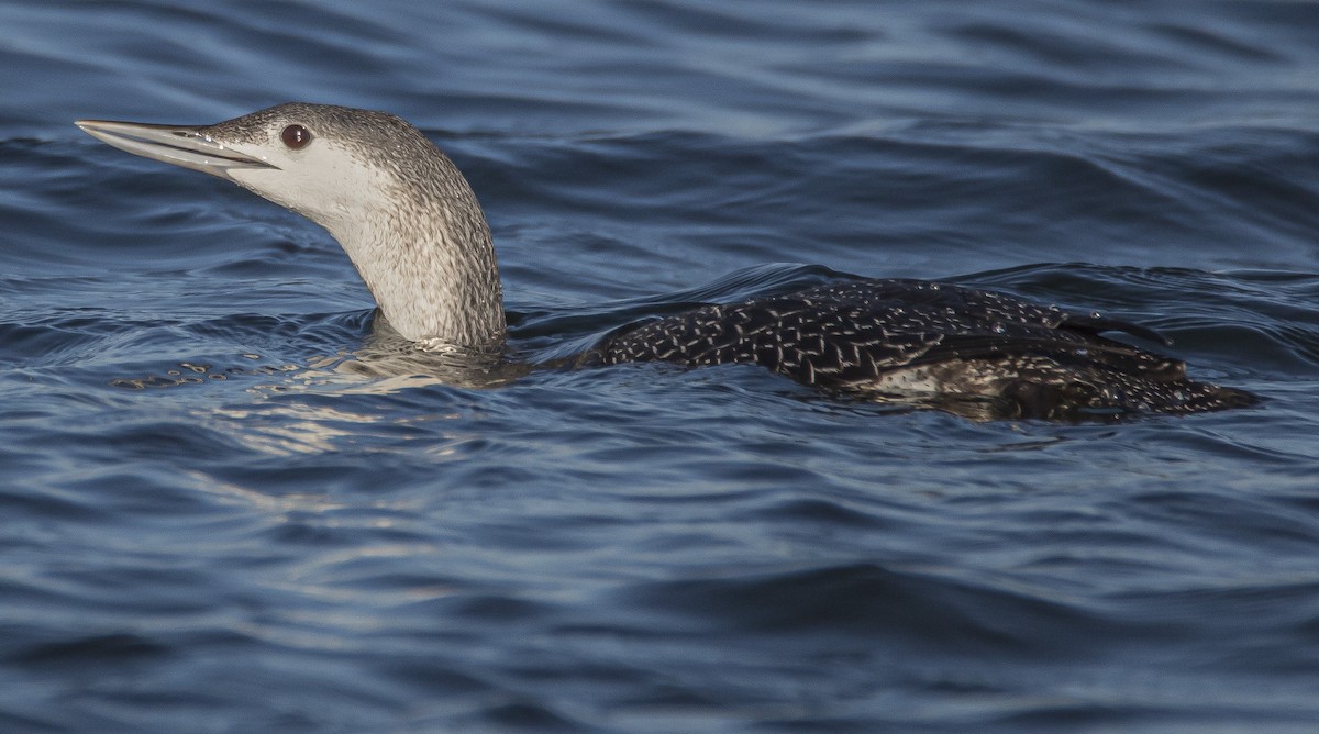 Red-throated Loon - ML280050211