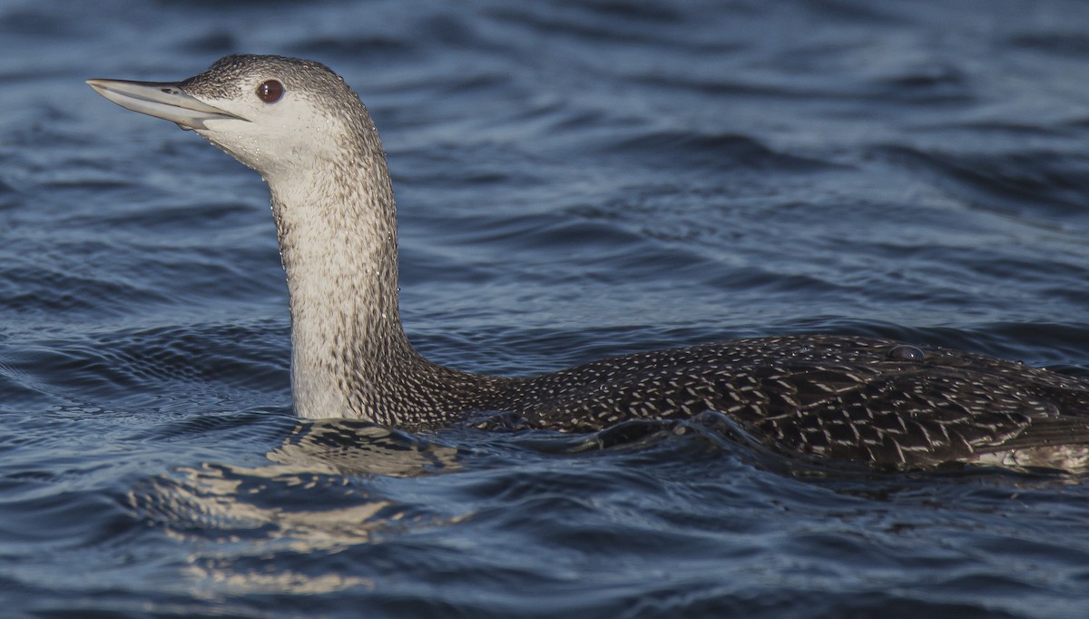 Red-throated Loon - ML280050221