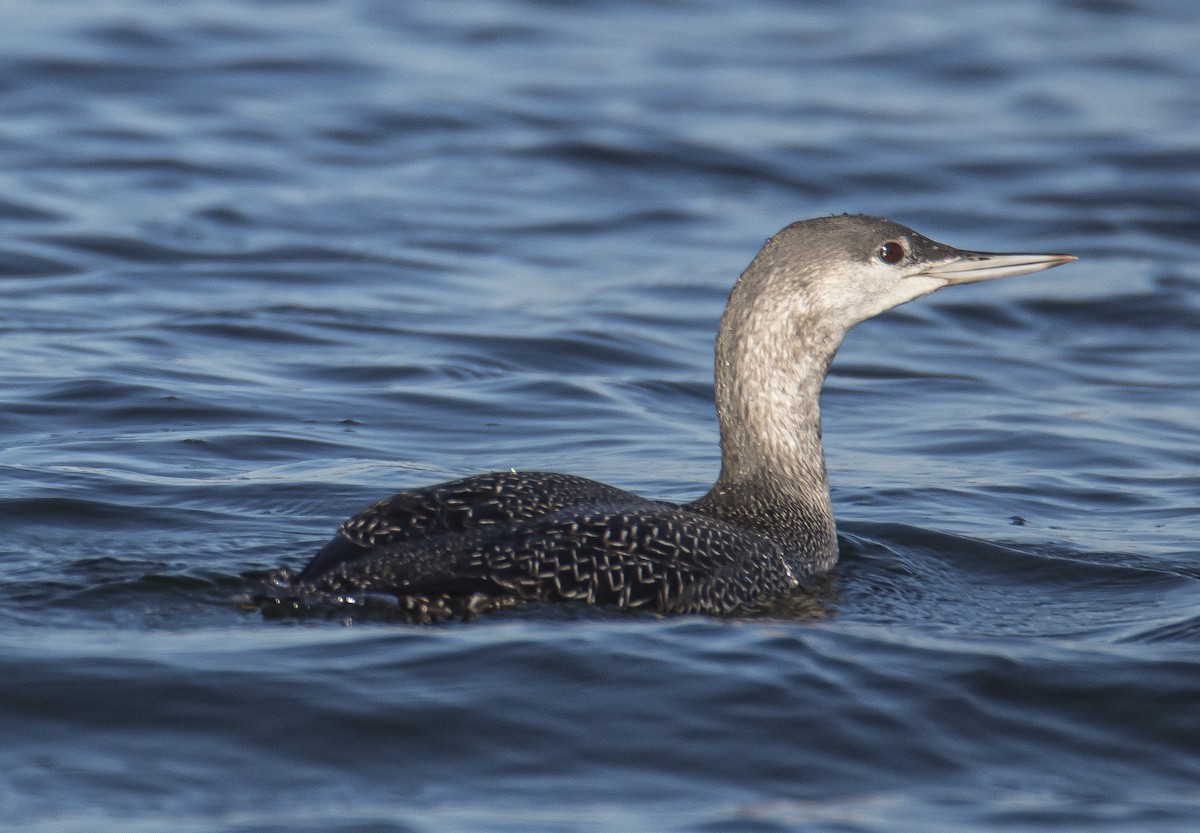 Red-throated Loon - ML280050231