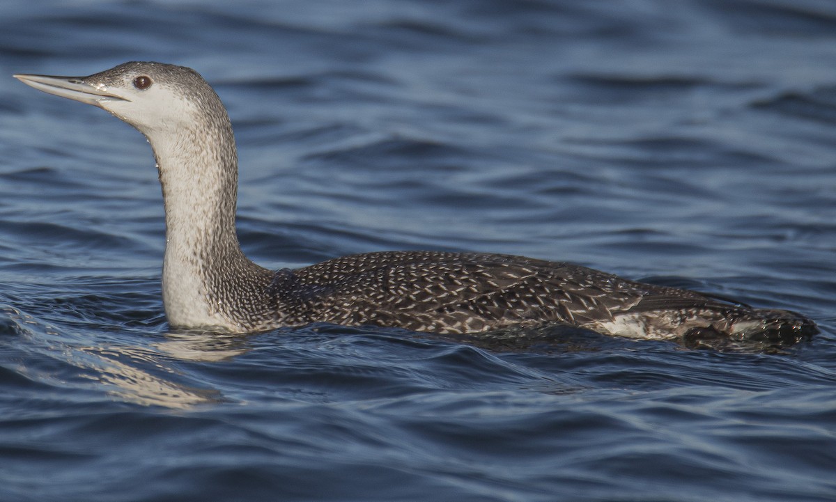 Red-throated Loon - ML280050241
