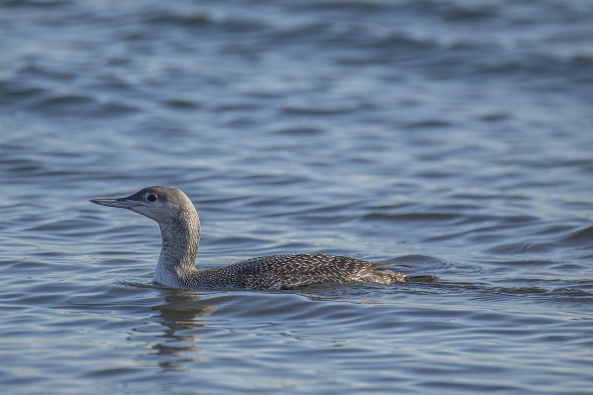 Red-throated Loon - ML280050261