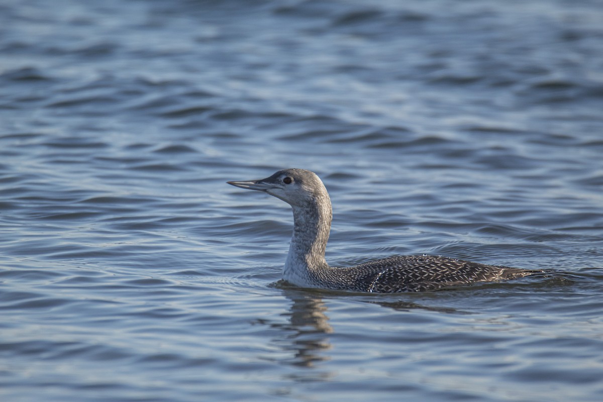 Red-throated Loon - ML280050291