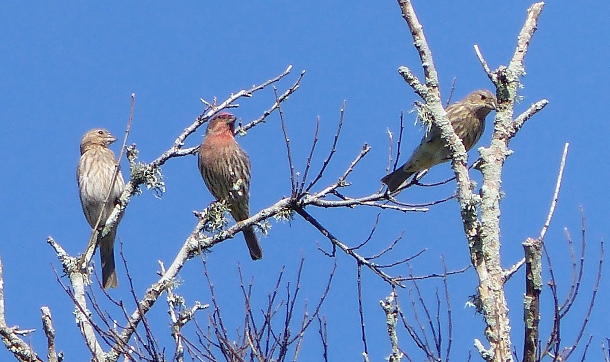 House Finch - ML280051851