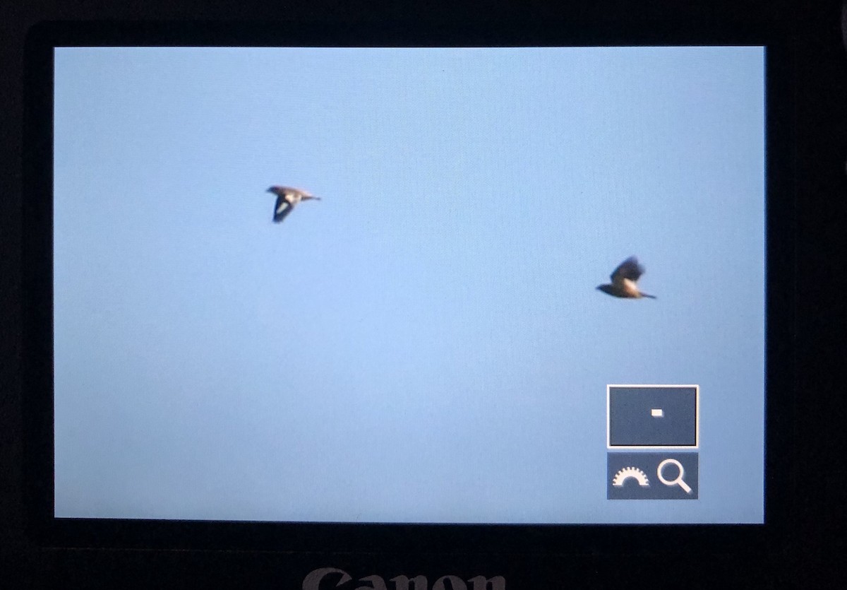 Evening Grosbeak (type 3) - Alex Wiebe