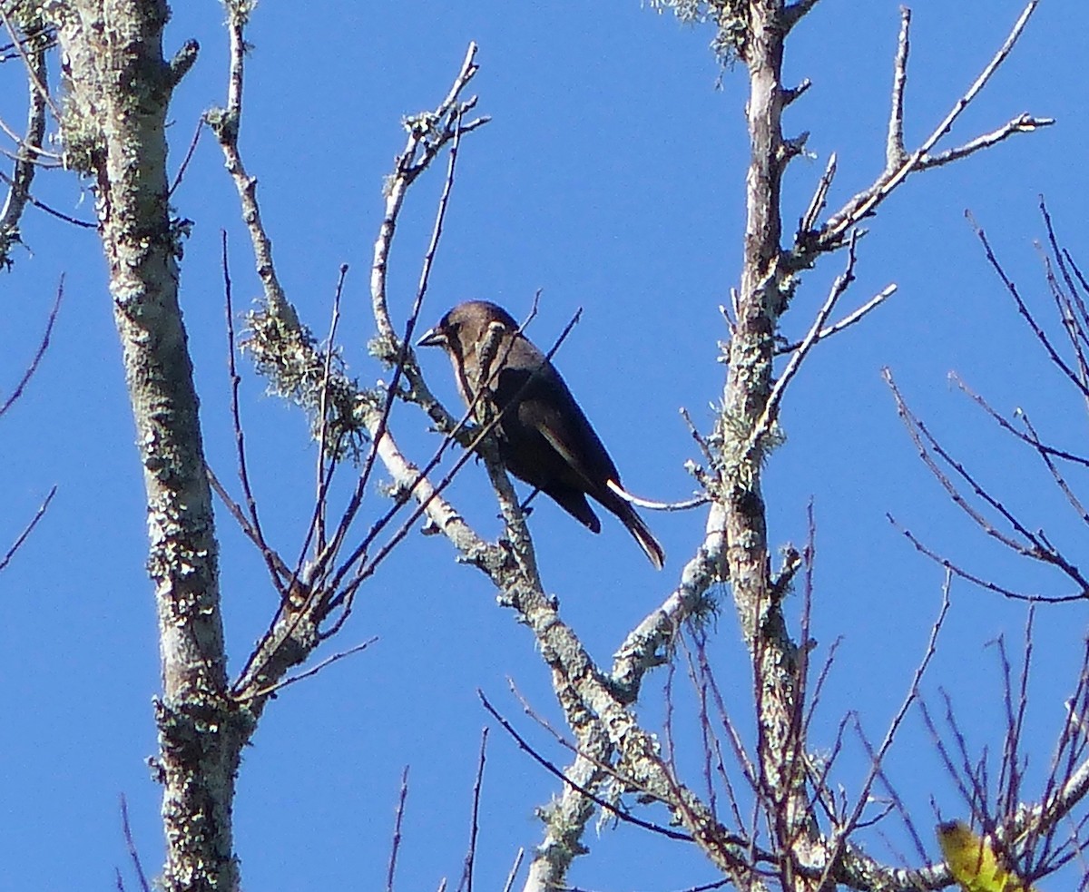 Brown-headed Cowbird - ML280051941