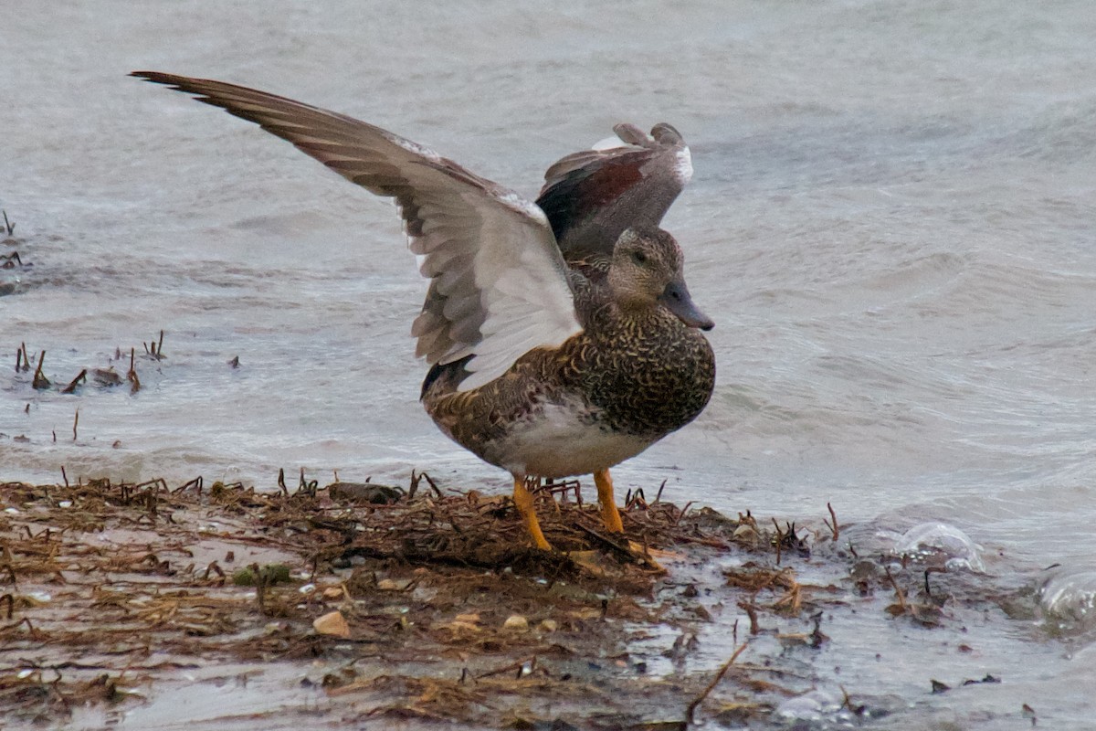 Canard chipeau - ML280052571