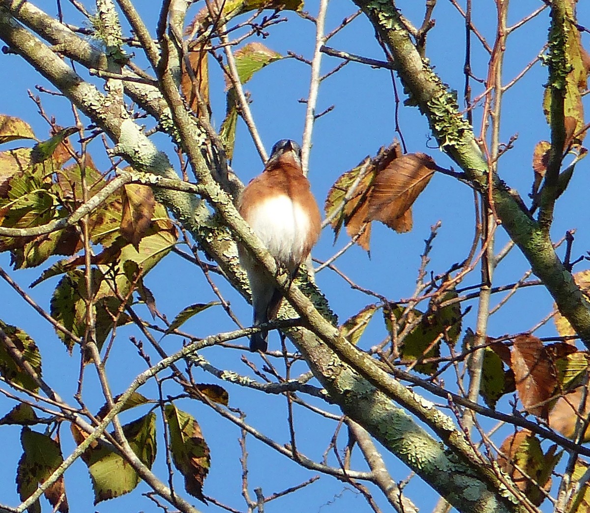 Eastern Bluebird - ML280052591