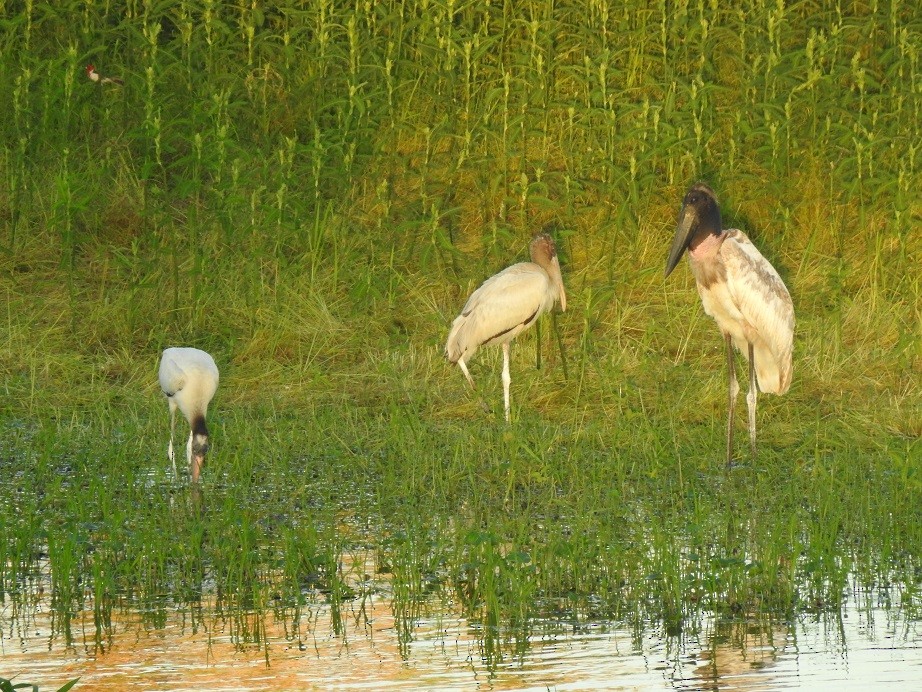 Jabiru - Marcos Saldivar Montalbetti CON