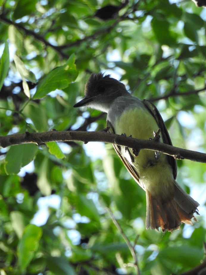 Brown-crested Flycatcher - ML280053291