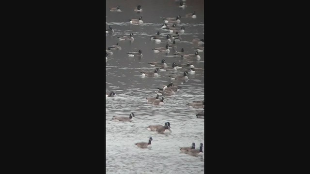 Тундрын буурал галуу - ML280054371