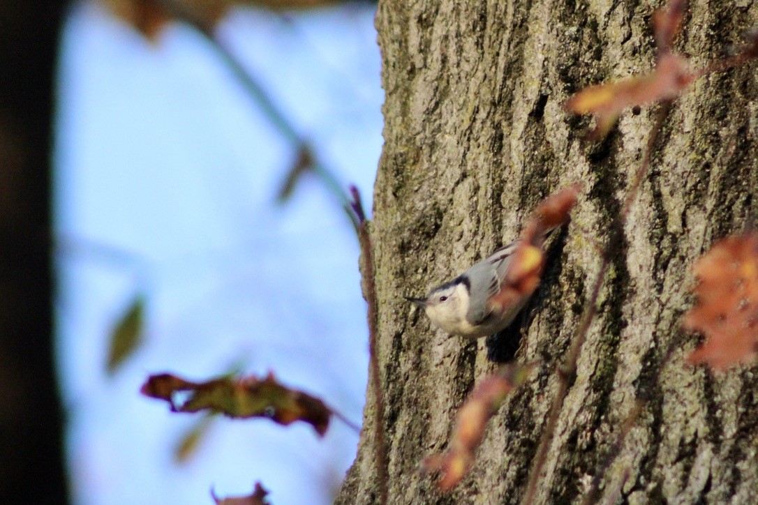 White-breasted Nuthatch - ML280054441