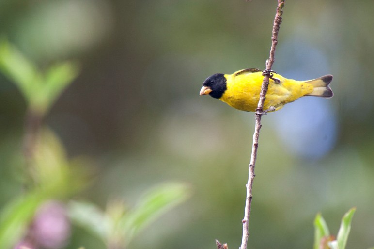 Antillean Siskin - ML28005471