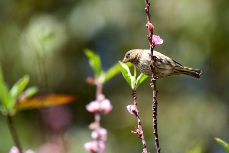 Antillean Siskin - Jean-Sébastien Guénette