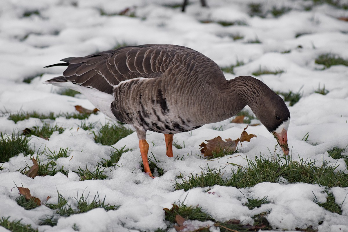 Greater White-fronted Goose - Paul Prappas