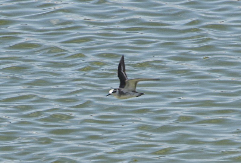 Red Phalarope - ML280056061