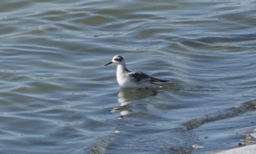 Red Phalarope - ML280056071