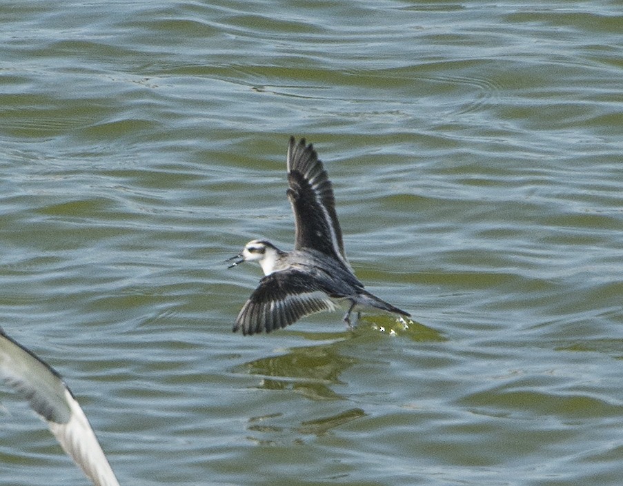 Red Phalarope - ML280056081