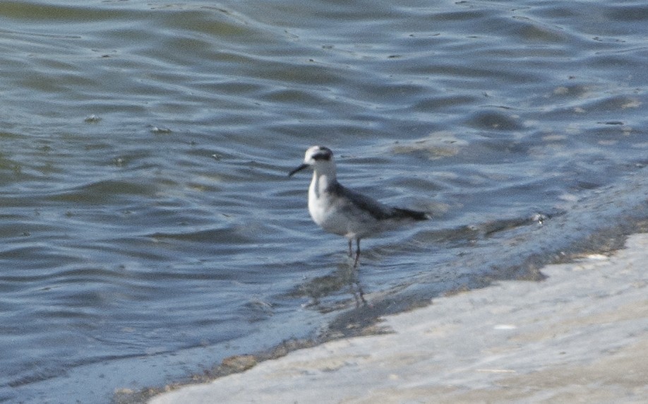 Red Phalarope - ML280056091