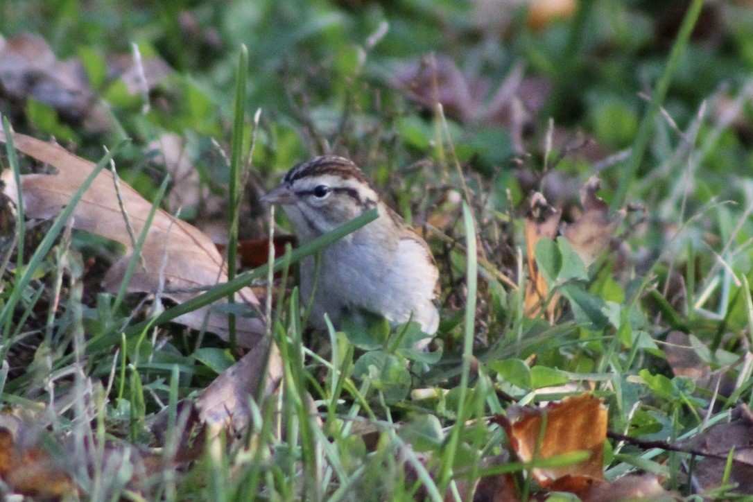Chipping Sparrow - ML280056181