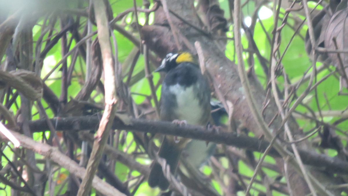 White-eared Ground-Sparrow - ML280056561