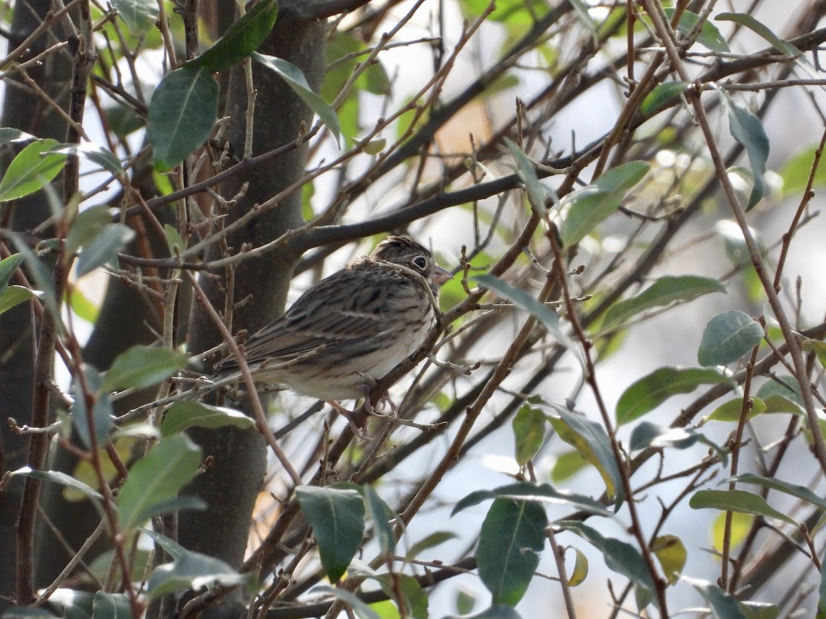 Vesper Sparrow - ML280058361