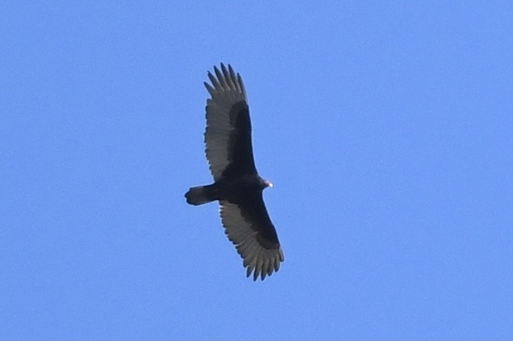 Turkey Vulture - ML280059141