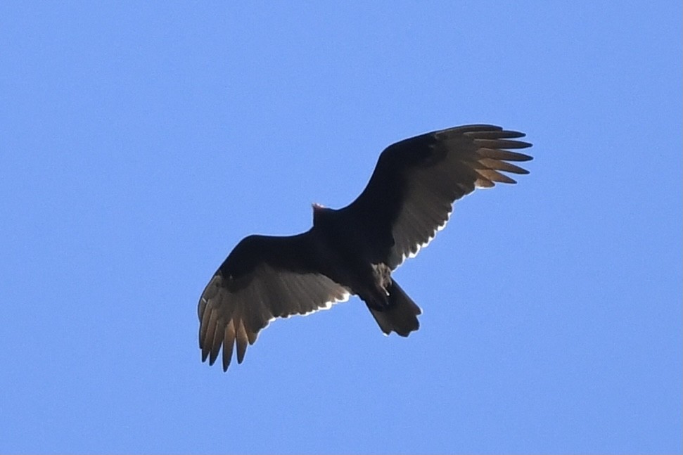 Turkey Vulture - ML280059151
