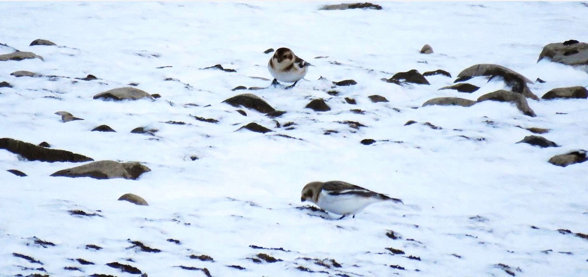 Snow Bunting - ML280059421