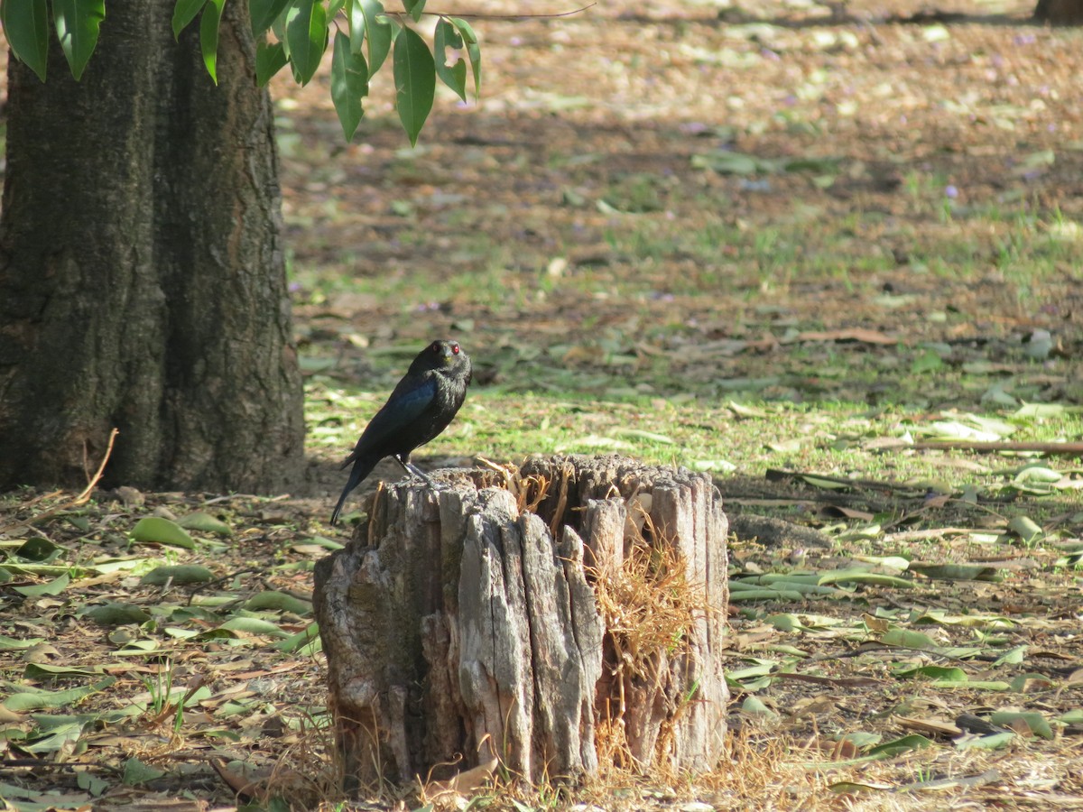 Bronzed Cowbird - ML28005971