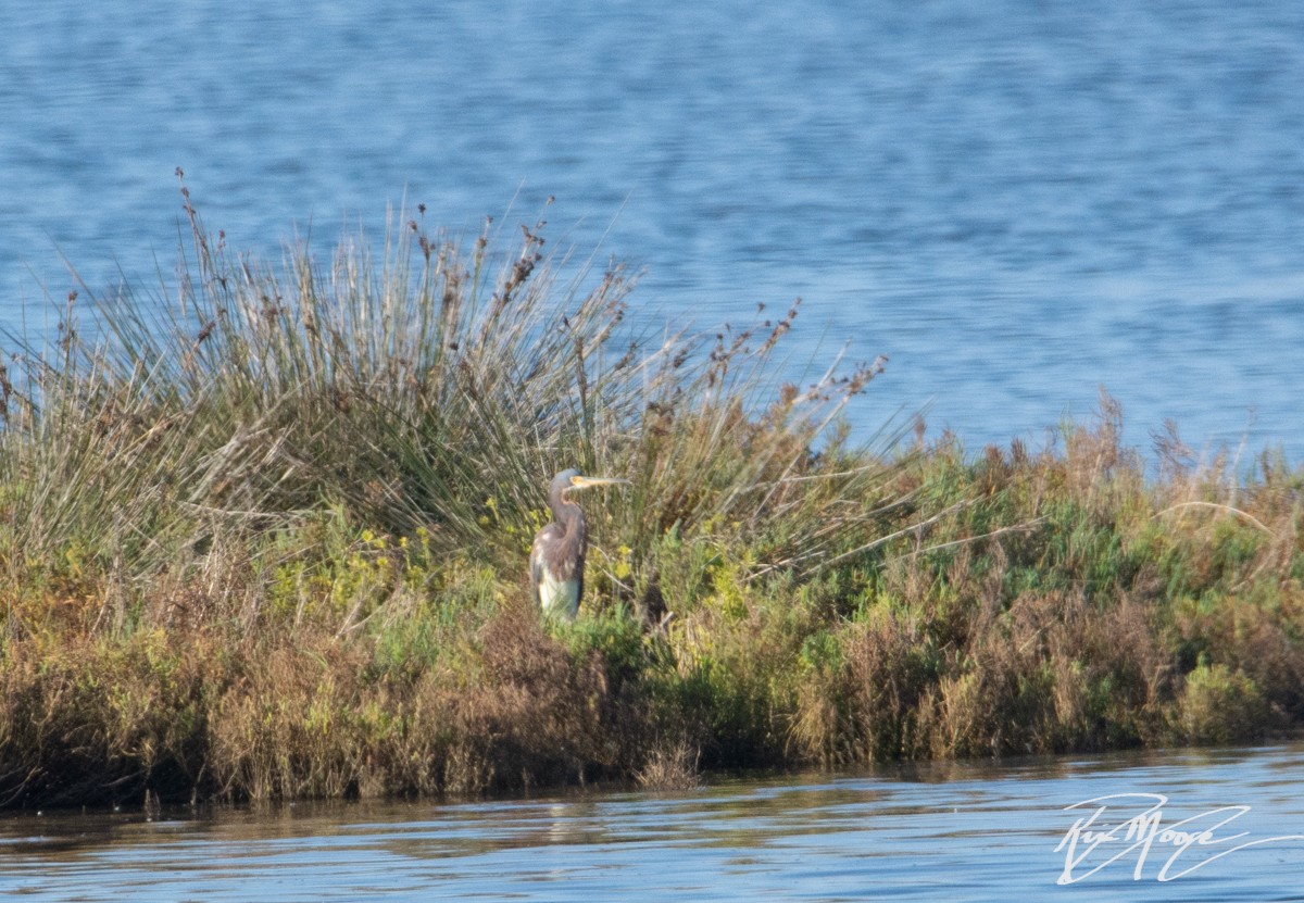 Tricolored Heron - ML280060511