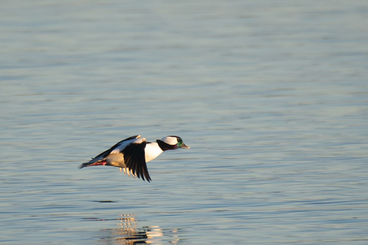 Bufflehead - ML280061041