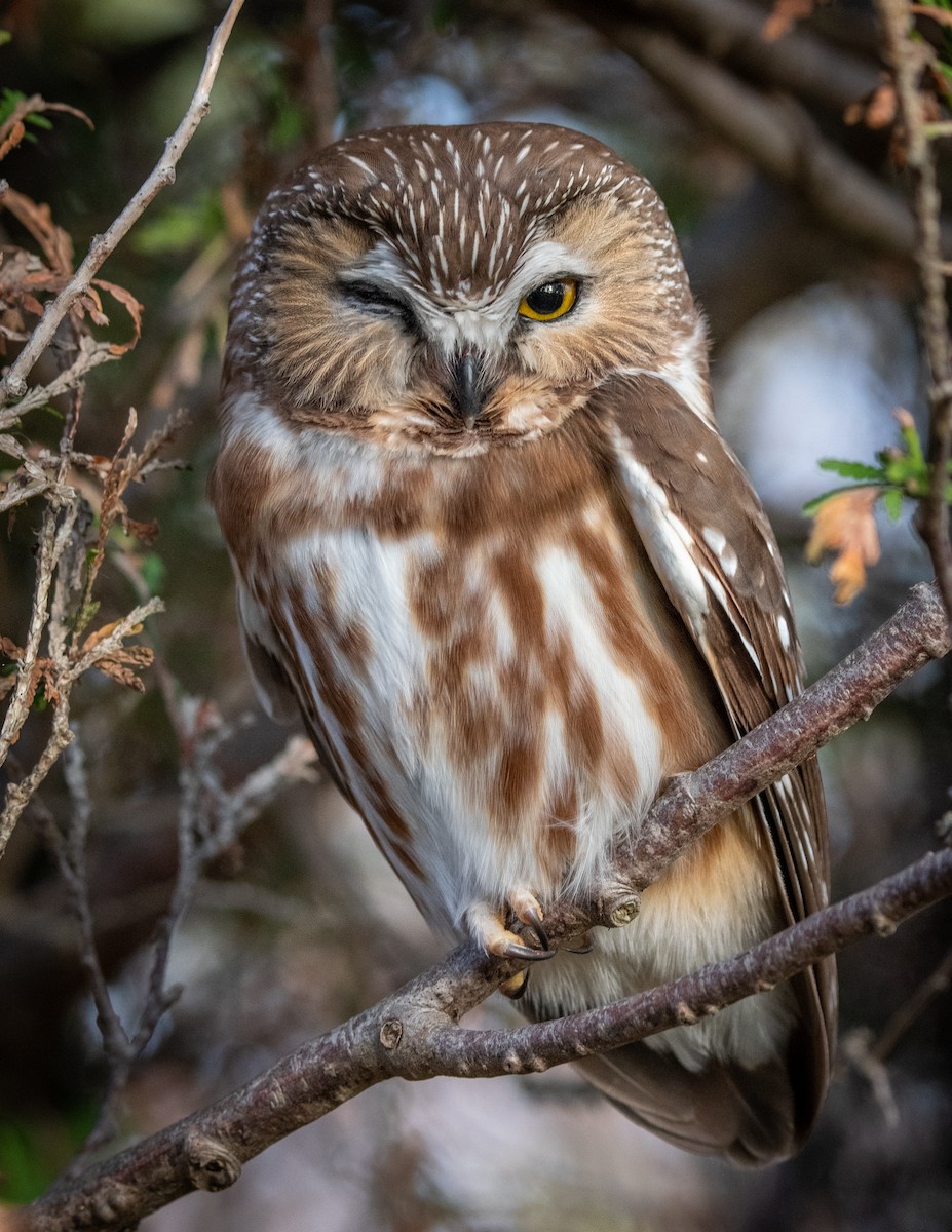 Sägekauz - ML280061521