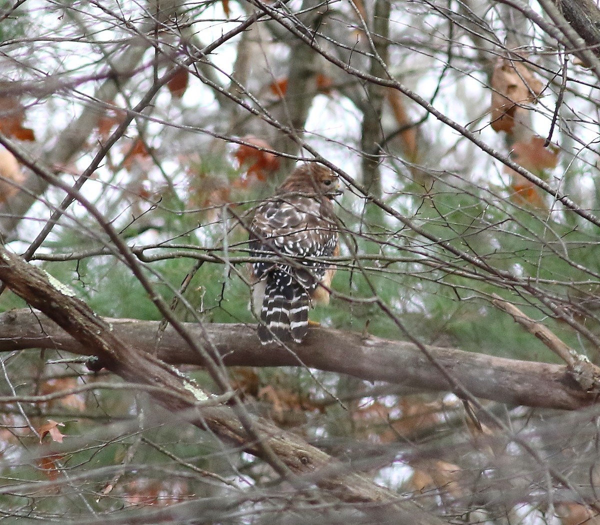 Red-shouldered Hawk - ML280061701