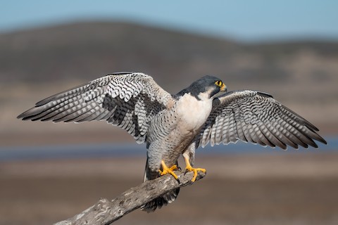 Peregrine Falcon (North American) - Falco peregrinus anatum