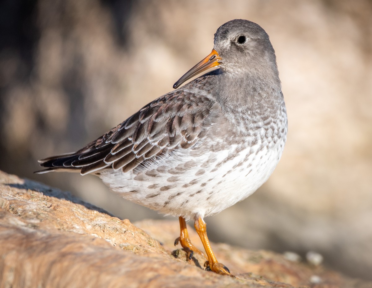 Meerstrandläufer - ML280062691