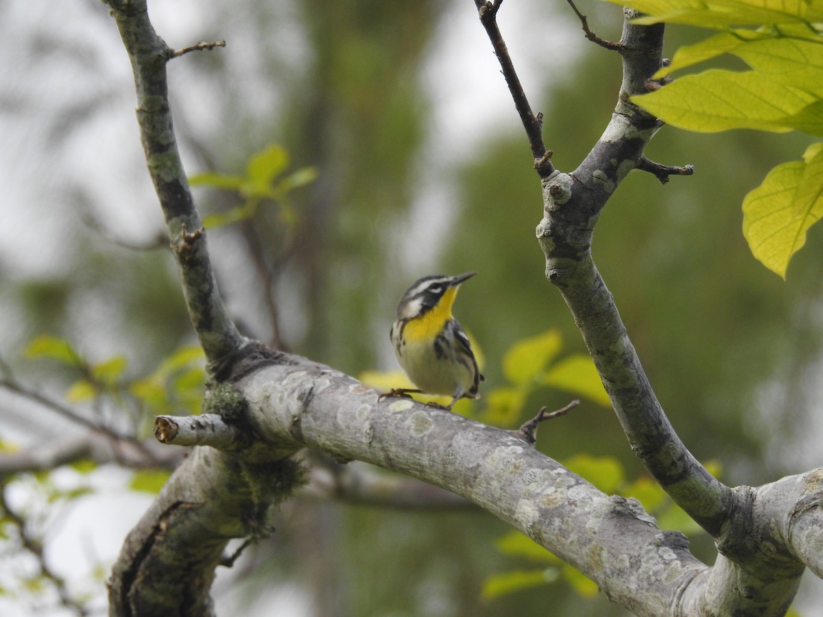 Yellow-throated Warbler - ML280063211