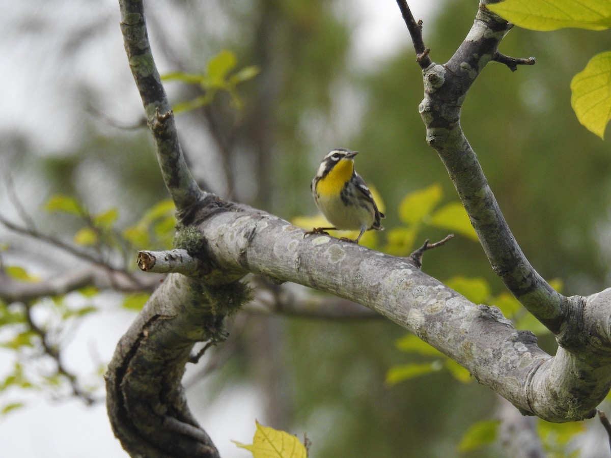 Yellow-throated Warbler - ML280063371