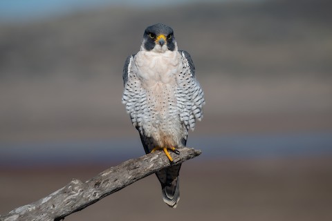 Peregrine Falcon (North American) - Falco peregrinus anatum