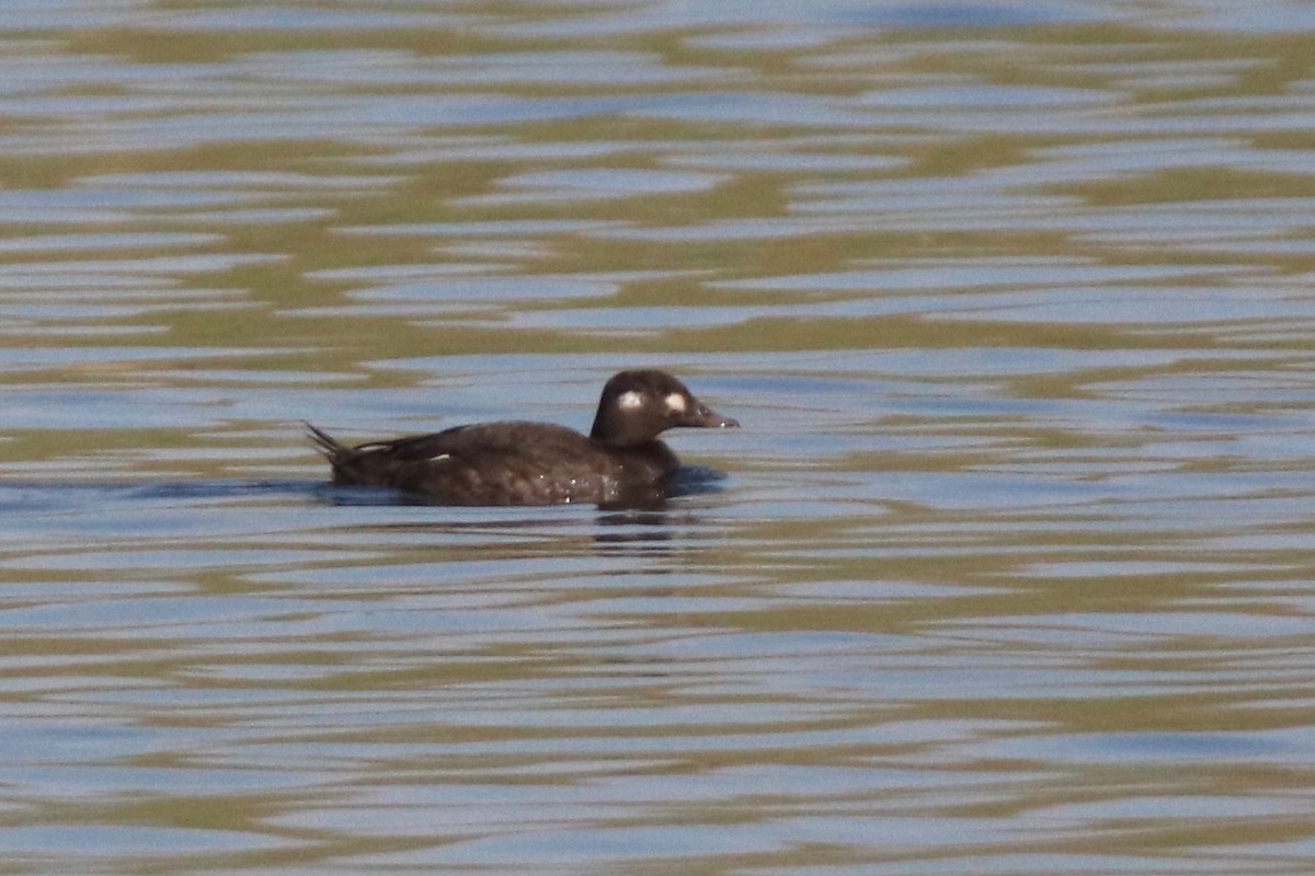 White-winged Scoter - Andre Moncrieff