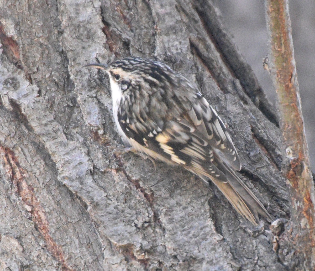 Brown Creeper - ML280067201