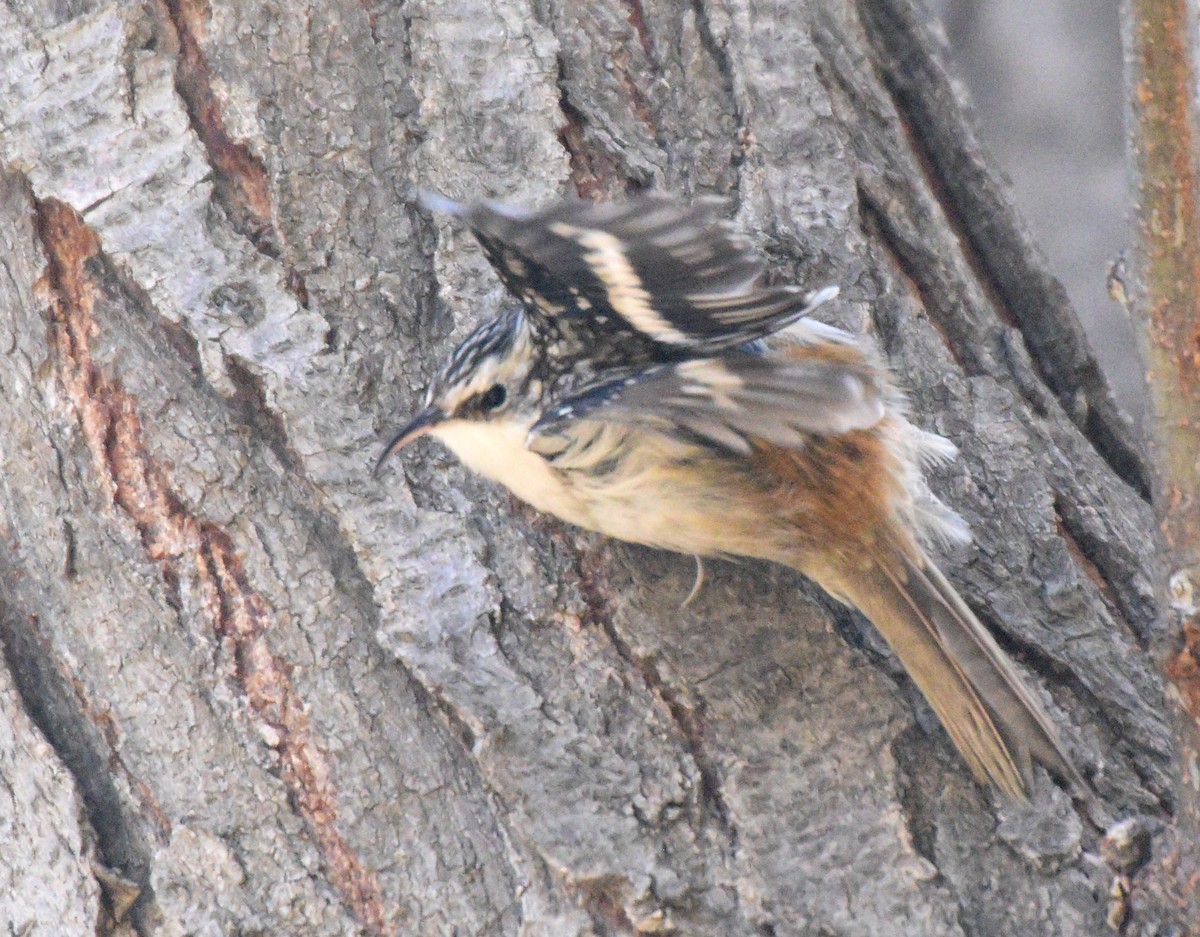Brown Creeper - ML280067221