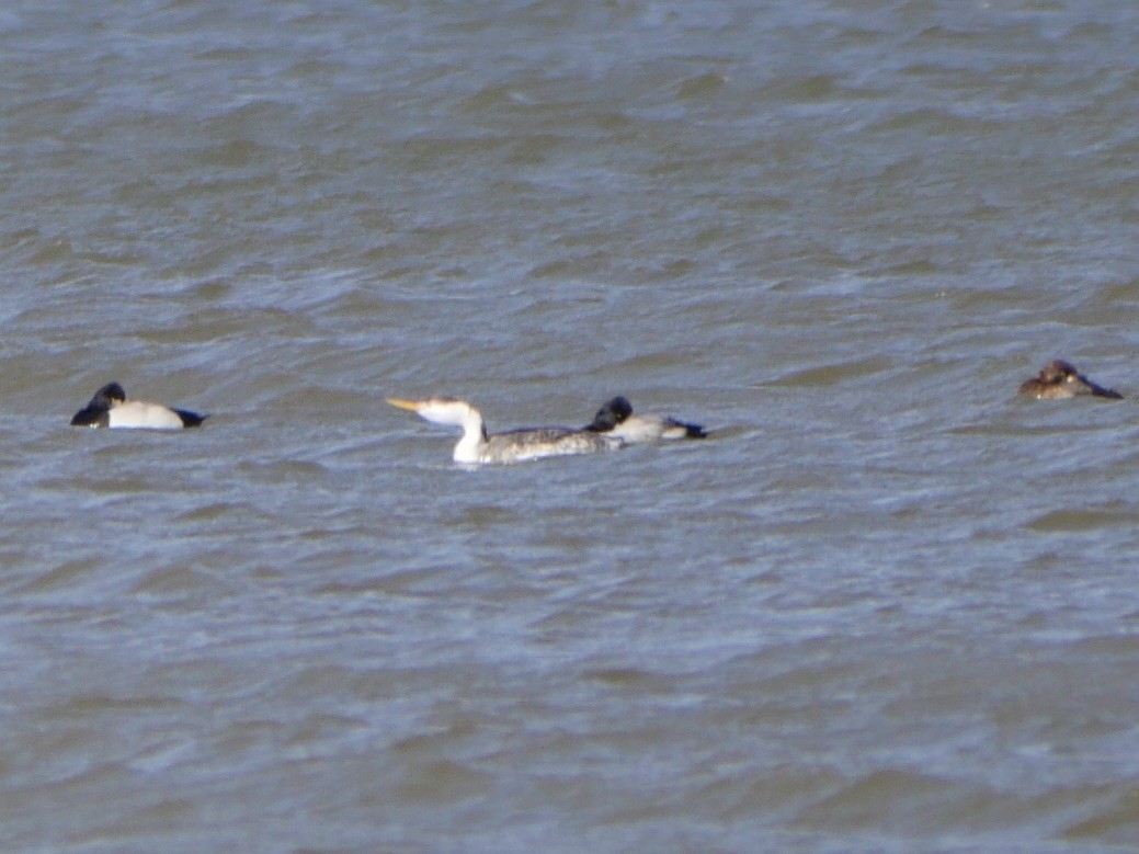 Clark's Grebe - ML280068331