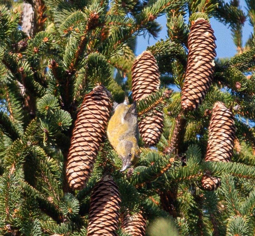 Red Crossbill - ML280069361