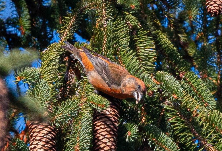 Red Crossbill - ML280069371